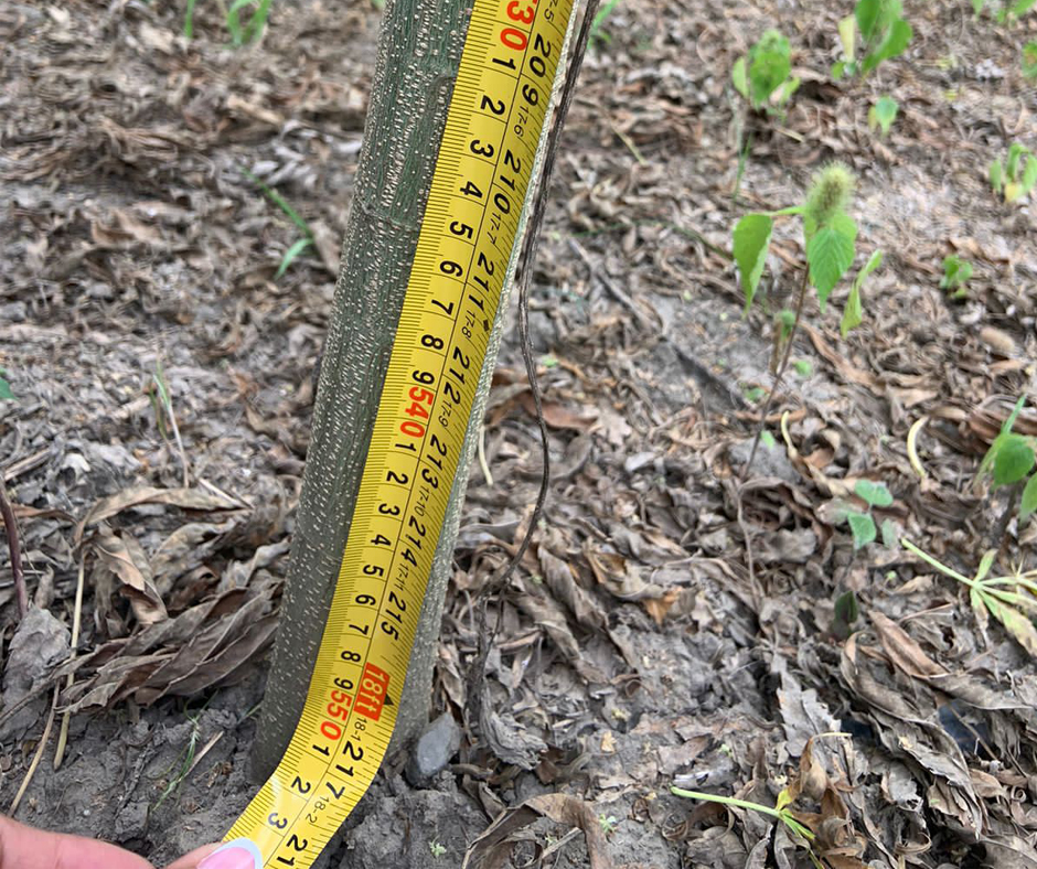 Jurassic Hemp p3